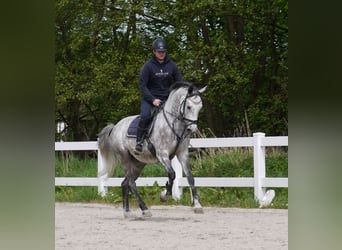 Duits sportpaard, Merrie, 5 Jaar, 168 cm, Schimmel