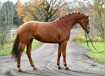 Duits sportpaard, Merrie, 5 Jaar, 168 cm, Vos