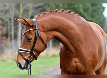 Duits sportpaard, Merrie, 5 Jaar, 168 cm, Vos