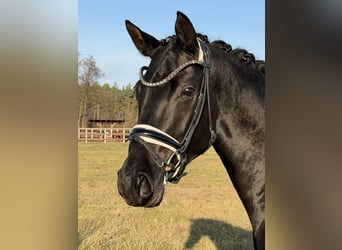 Duits sportpaard, Merrie, 5 Jaar, 168 cm, Zwart