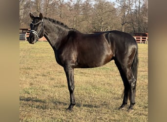 Duits sportpaard, Merrie, 5 Jaar, 168 cm, Zwart