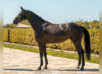 Duits sportpaard, Merrie, 5 Jaar, 168 cm, Zwartbruin