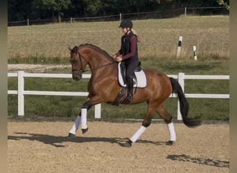 Duits sportpaard, Merrie, 5 Jaar, 169 cm, Bruin
