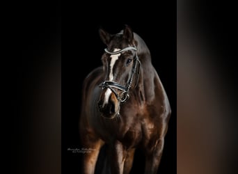 Duits sportpaard, Merrie, 5 Jaar, 169 cm, Donkerbruin