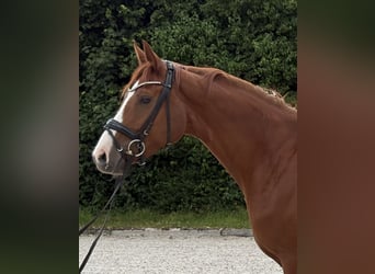 Duits sportpaard, Merrie, 5 Jaar, 169 cm, Vos