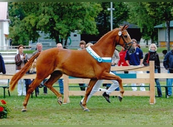 Duits sportpaard, Merrie, 5 Jaar, 169 cm, Zwart