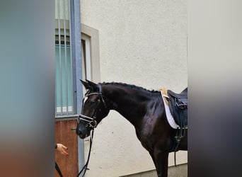Duits sportpaard, Merrie, 5 Jaar, 169 cm, Zwart