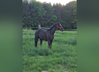 Duits sportpaard, Merrie, 5 Jaar, 169 cm, Zwart