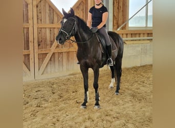 Duits sportpaard, Merrie, 5 Jaar, 169 cm, Zwart
