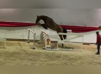 Duits sportpaard, Merrie, 5 Jaar, 170 cm, Brauner