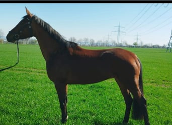 Duits sportpaard, Merrie, 5 Jaar, 170 cm, Bruin