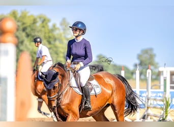 Duits sportpaard, Merrie, 5 Jaar, 170 cm, Bruin