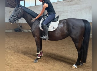 Duits sportpaard, Merrie, 5 Jaar, 170 cm, Donkerbruin