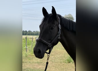 Duits sportpaard, Merrie, 5 Jaar, 170 cm, Donkerbruin