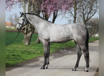 Duits sportpaard, Merrie, 5 Jaar, 170 cm, Schimmel