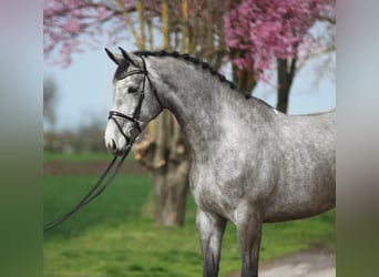 Duits sportpaard, Merrie, 5 Jaar, 170 cm, Schimmel