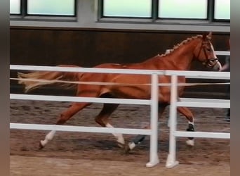 Duits sportpaard, Merrie, 5 Jaar, 170 cm, Vos