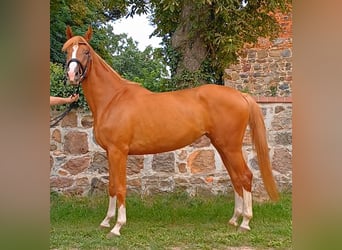 Duits sportpaard, Merrie, 5 Jaar, 170 cm, Vos