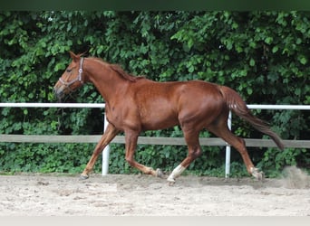 Duits sportpaard, Merrie, 5 Jaar, 170 cm, Vos