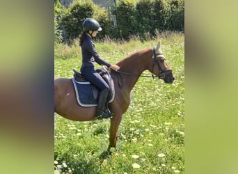 Duits sportpaard, Merrie, 5 Jaar, 170 cm, Vos