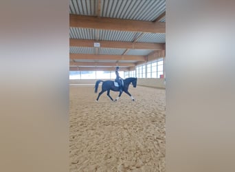 Duits sportpaard, Merrie, 5 Jaar, 170 cm, Zwart