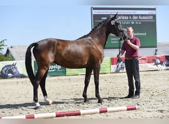 Duits sportpaard, Merrie, 5 Jaar, 170 cm, Zwart