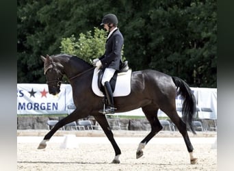 Duits sportpaard, Merrie, 5 Jaar, 170 cm, Zwart