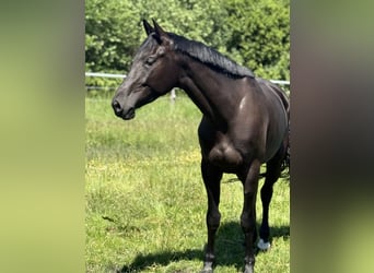 Duits sportpaard, Merrie, 5 Jaar, 170 cm, Zwartbruin