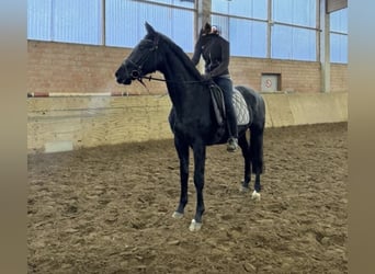 Duits sportpaard, Merrie, 5 Jaar, 170 cm, Zwartbruin