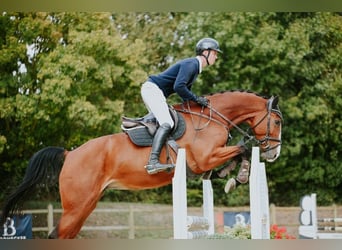 Duits sportpaard, Merrie, 5 Jaar, 171 cm, Bruin