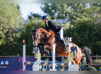 Duits sportpaard, Merrie, 5 Jaar, 171 cm, Bruin
