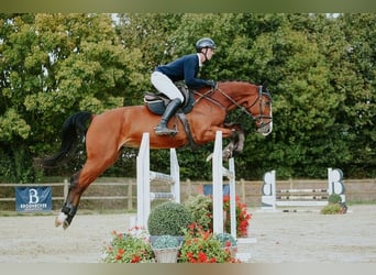 Duits sportpaard, Merrie, 5 Jaar, 171 cm, Bruin