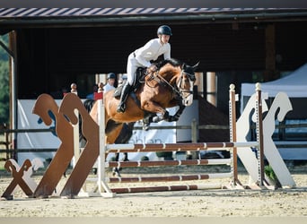 Duits sportpaard, Merrie, 5 Jaar, 171 cm, Bruin