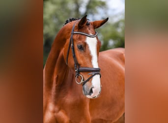 Duits sportpaard, Merrie, 5 Jaar, 171 cm, Bruin