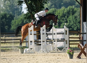 Duits sportpaard, Merrie, 5 Jaar, 171 cm, Bruin