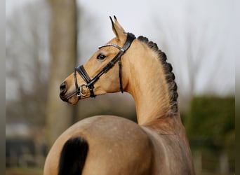 Duits sportpaard, Merrie, 5 Jaar, 171 cm, Falbe