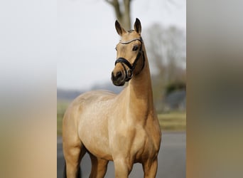 Duits sportpaard, Merrie, 5 Jaar, 171 cm, Falbe