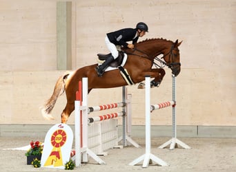 Duits sportpaard, Merrie, 5 Jaar, 172 cm, Vos