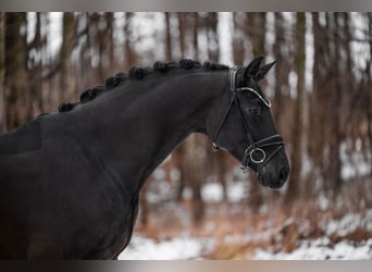 Duits sportpaard, Merrie, 5 Jaar, 172 cm, Zwart