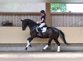 Duits sportpaard, Merrie, 5 Jaar, 172 cm, Zwartbruin