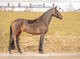 Duits sportpaard, Merrie, 5 Jaar, 174 cm, Brauner