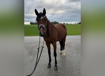 Duits sportpaard, Merrie, 5 Jaar, 177 cm, Bruin