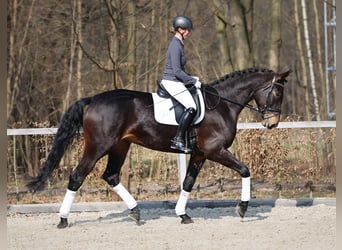 Duits sportpaard, Merrie, 5 Jaar, 179 cm, Zwartbruin