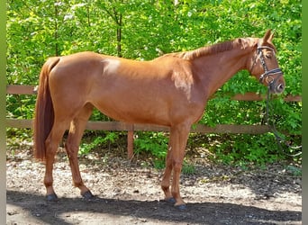 Duits sportpaard, Merrie, 5 Jaar, Vos