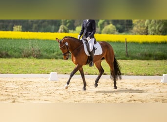 Deutsches Sportpferd, Stute, 6 Jahre, 155 cm, Brauner