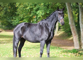 Deutsches Sportpferd, Stute, 6 Jahre, 160 cm, Dunkelbrauner