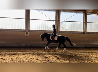 Duits sportpaard, Merrie, 6 Jaar, 160 cm, Zwart