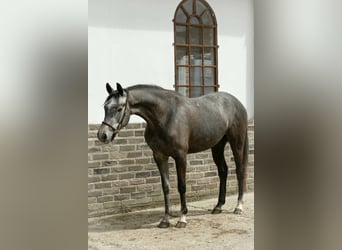 Duits sportpaard, Merrie, 6 Jaar, 161 cm, Appelschimmel