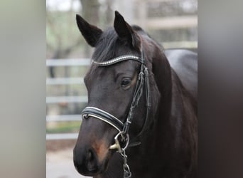 Duits sportpaard, Merrie, 6 Jaar, 161 cm, Zwartbruin