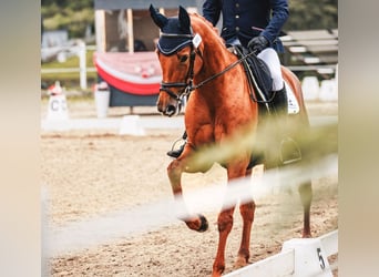 Deutsches Sportpferd, Stute, 6 Jahre, 162 cm, Fuchs